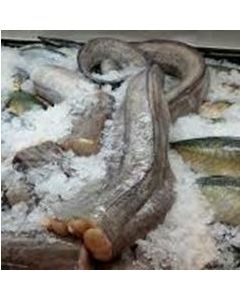 Eel Conger Headed & Gutted 1kg/Fresh