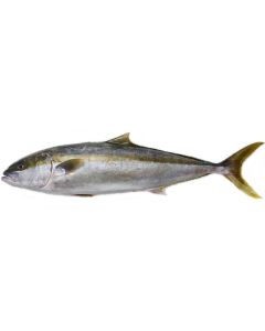 Kingfish Head & Gutted 2kg/Fresh - PRE ORDER FOR THE NEXT LANDING