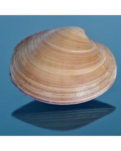 Clams Moon Shell Whole in Shell 5kg/Fresh