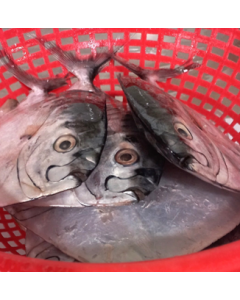 Moonfish Round Whole 1kg/Frozen - PRE ORDER FOR NEXT SHIPMENT