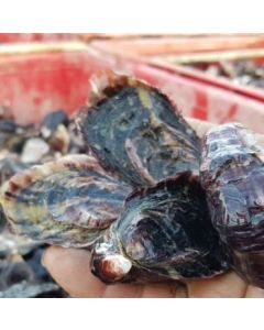 Oysters Pacific Marlborough Whole in Shell (2 Dozen)/Fresh - PRE ORDER 