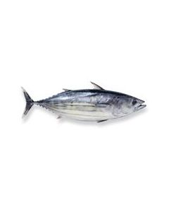 Skipjack Tuna Whole NZ/Fresh 