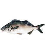 Blue Moki Gilled & Gutted 1kg/Fresh