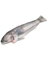 Buy Blue Cod - Whole