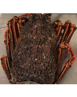 Crayfish NZ Bodies Per kg/Frozen