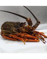 Crayfish NZ Bodies Per kg/Frozen