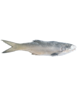 Four Finger Threadfin Whole Round (500-800g) Per 1kg/Frozen