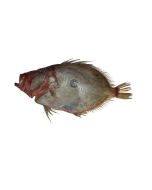 John Dory Gilled & Gutted 1kg/Fresh