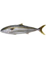 Kingfish Head & Gutted 2kg/Fresh