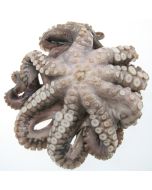 Octopus Whole NZ (2kg+) Per 1kg/Frozen