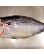 Yellowfin Tuna NZ Gilled & Gutted per 15kg/Fresh