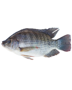 Black Tilapia Whole, Gilled, Gutted & Scaled 1kg Pack/Frozen