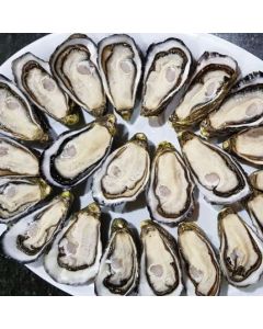 Pacific Oysters Marlborough Half Shell 1 Dozen/Fresh