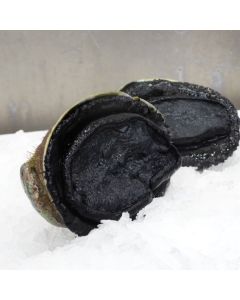 Paua Wild Blackfoot Whole in Shell Per 500g/Fresh 