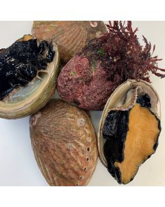 Paua Wild Yellowfoot Whole in Shell Per 500g/Fresh