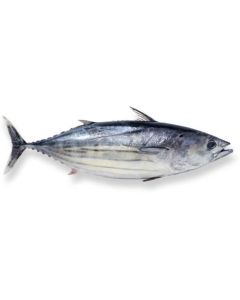 Skipjack Tuna Whole Round (500g-1kg) Per Kg/Frozen
