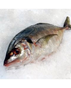 Trevally Gilled & Gutted per 1kg/Fresh