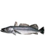 Hake Headed & Gutted per 1kg/Fresh