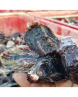 Pacific Oysters Marlborough Whole in Shell 1 Dozen/Fresh
