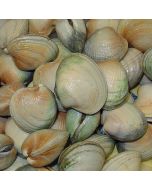 Clams Little Neck Whole in Shell Per 2kg/Fresh - SUBJECT TO PREORDERING 