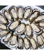 Oysters Pacific Marlborough Half Shell (2 Dozen)/Fresh - PRE ORDER FOR NEXT WEEK