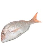 Buy Snapper - Whole