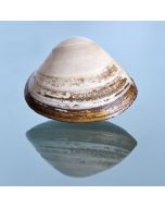 Clams Storm Shell Whole in Shell 5kg/Fresh