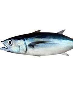 Albacore Tuna NZ Gutted Per 15kg/Fresh