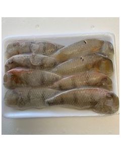 Parrotfish Whole Baby Per 1kg/Frozen