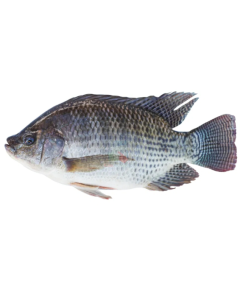 Black Tilapia Whole Round IVP Per Kg/Frozen