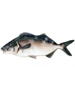 Blue Moki Gilled & Gutted 1kg/Fresh
