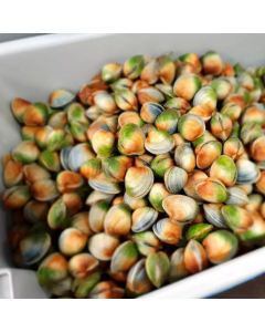 Clams Little Neck Whole in Shell Per Kg/Fresh 
