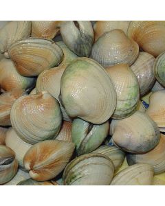 Clams Little Neck Whole in Shell Per Kg/Fresh 