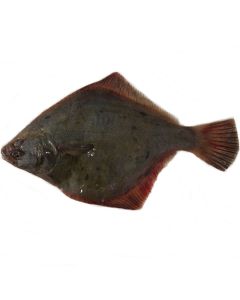 Sand Flounder Gutted (Medium Grade) per 1kg/Fresh 