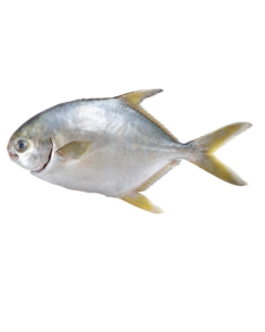 Golden Pompano Whole Per 1kg/Frozen