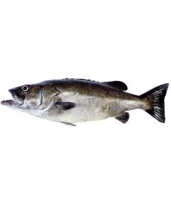 Bass Groper Head & Gutted Per 1kg/Fresh