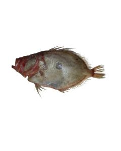 John Dory Gilled & Gutted 1kg/Fresh
