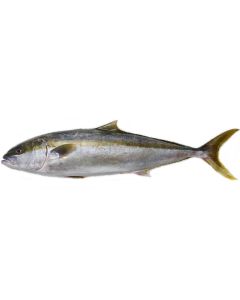 Kingfish Head & Gutted 2kg/Fresh