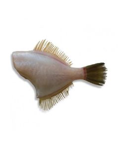 Leatherjacket Headed & Gutted 1kg/Fresh