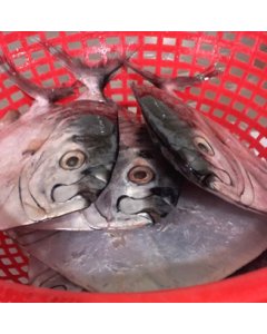 Moonfish Round Whole (Imported) 1kg Pack/Frozen 