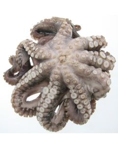 Octopus Whole NZ (2kg+) Per 1kg/Frozen