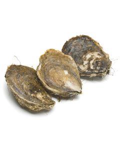 Bluff Oysters Whole In Shell 1 Dozen/Fresh 
