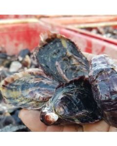 Pacific Oysters Marlborough Whole in Shell  (Dozen)/Fresh - SUBJECT TO PREORDERS