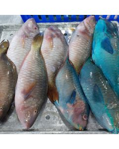 Parrotfish Whole (800g-1kg) 1kg Pack/Frozen
