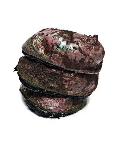 Paua Wild Blackfoot Whole in Shell Per 500g/Frozen