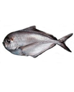 Rays Bream Gilled & Gutted 1kg/Fresh 