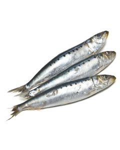 Premium Bait Sardines Whole Round 1kg Pack/Frozen