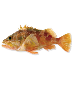 Sea Perch Gilled & Gutted Per Kg/Fresh