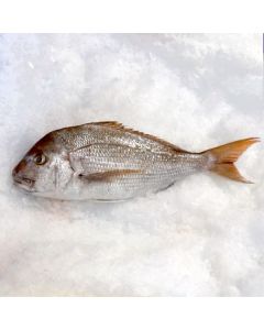 Snapper Gilled & Gutted per 1kg/Fresh