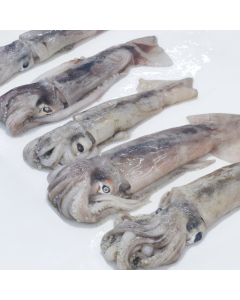 Squid NZ Arrow Baby Whole Round (<100g) 1kg Pack/Frozen 